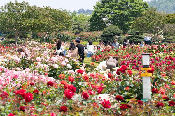 삼척 장미축제 공원에 만개한 다채로운 장미꽃과 축제를 즐기며 산책하는 방문객들