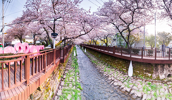 2026 진해군항제 전경 사진