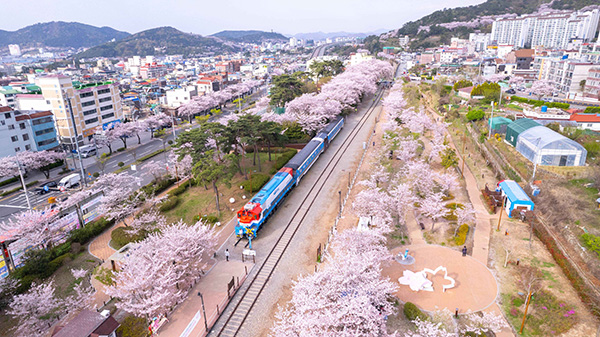 2026 진해군항제 전경 사진