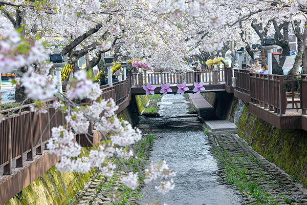 2026 진해군항제 전경 사진