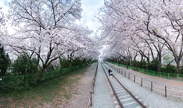 2026 진해군항제 전경 사진