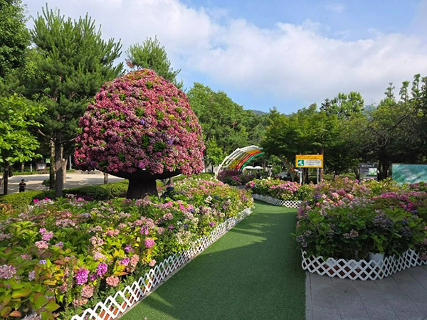 낙성대공원 분홍빛 수국이 가득한 화단과 나무 모양의 대형 꽃 장식물