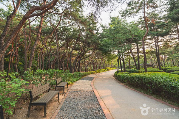서울 남산야외식물원 소나무 숲 산책길과 휴식 벤치가 있는 자연 산책로