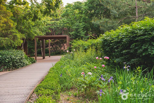 서울 남산야외식물원 나무 데크 산책로와 꽃이 있는 자연 정원 풍경