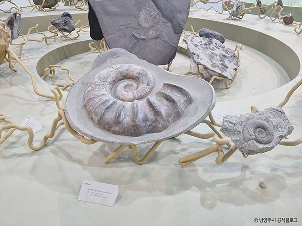미호박물관 실내 암모나이트 화석 전시