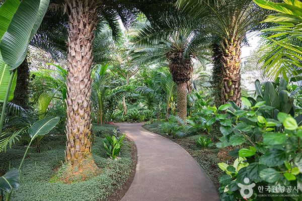 부천호수식물원 수피아 실내 열대 식물 산책로