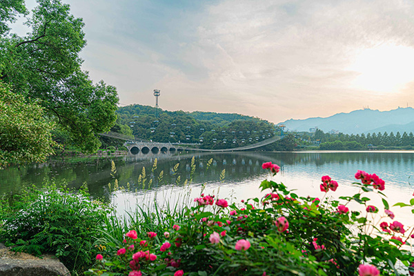 서울대공원 분홍색 장미꽃 너머로 보이는 호수와 건너편 산의 평화로운 풍경