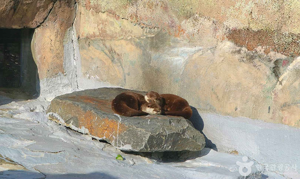 서울어린이대공원 바위 위에서 서로 몸을 맞대고 잠을 자고 있는 귀여운 수달 두 마리