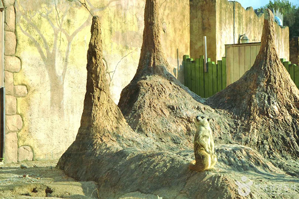 서울어린이대공원 바위 언덕 위에서 주변을 살피며 서 있는 미어캣의 모습