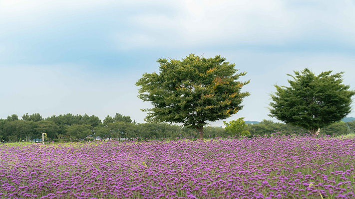 시흥 갯골생태공원 계절 꽃밭