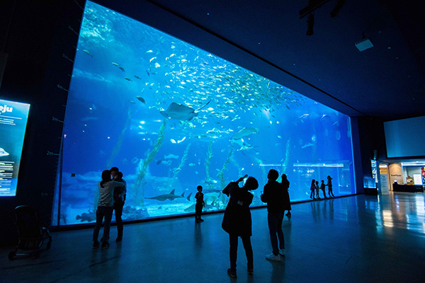 아쿠아플라넷 제주 대형 메인 수조 관람 공간 전경