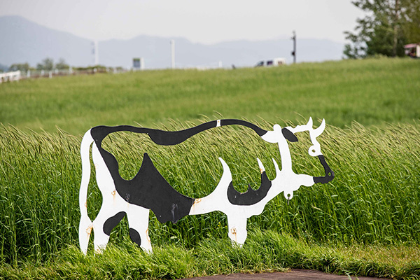 안성팜랜드 초원에 설치된 소 조형물