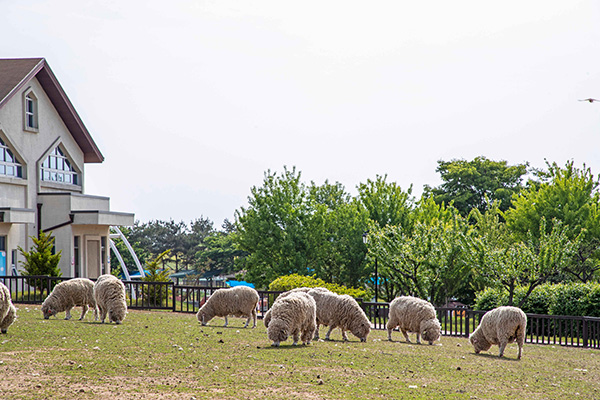 안성팜랜드 방목장에서 풀을 뜯는 양들