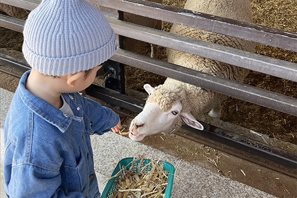 안성팜랜드 동물 먹이주기 체험