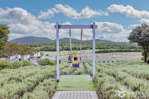 제주 에코랜드 테마파크 라벤더 정원과 그네 포토존
