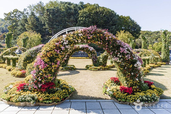 용인농촌테마파크 잔디광장에 조성된 화려한 국화꽃 아치 터널