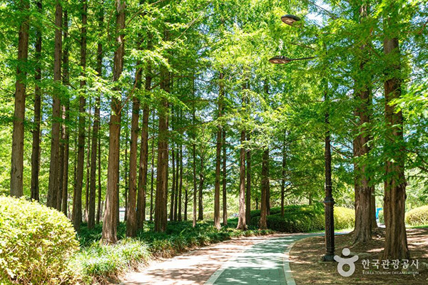 울창한 메타세쿼이아가 늘어선 일산호수공원 산책길