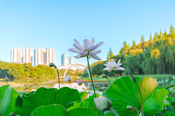 일산 호수 위로 솟아오른 연꽃과 도심 빌딩 배경
